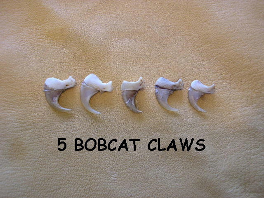 5 Bobcat Claws Jewelry and Craft Projects Animal Claws Lynx Rufus Etsy