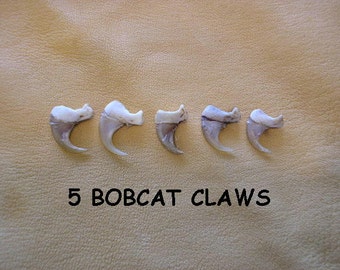 5 Bobcat Claws Jewelry and Craft Projects Animal Claws ( Lynx rufus)