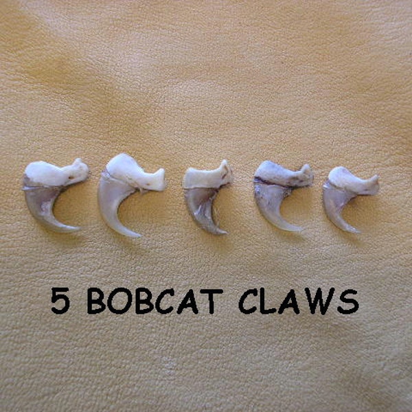 5 Bobcat Claws Jewelry and Craft Projects Animal Claws ( Lynx rufus)