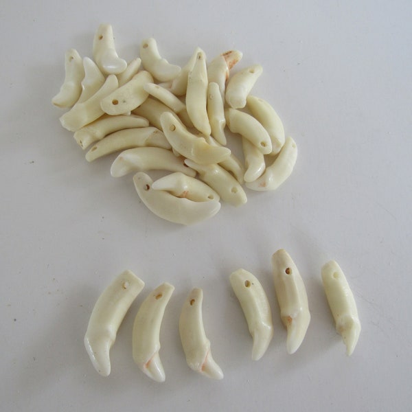 10  Juvenile Coyote Teeth Fangs Canine Animal Teeth Pre-drilled  Jewelry Beads Craft Supplies  Projects Taxidermy