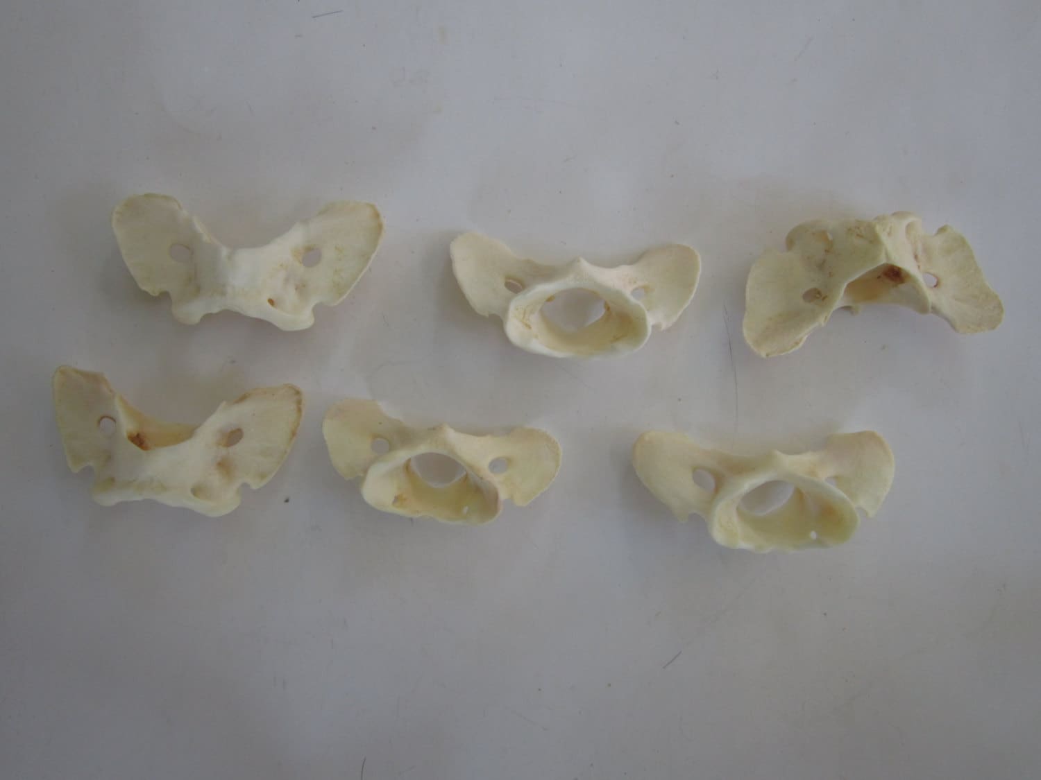5 Coyote Vertebra Vertebrae Atlas Animal Bones Spine Taxidermy Craft Jewelry Bead Supplies Educational