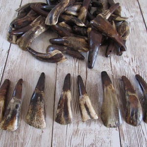 100 dentes de búfalo marrom envelhecidos, pré-perfurados e prontos para projetos de joias e artesanato.