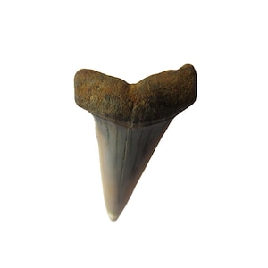 Bakersfield Ausgestorbene Haifischzahn Krawatte Tack Anstecknadel Brosche Schmuck T19
