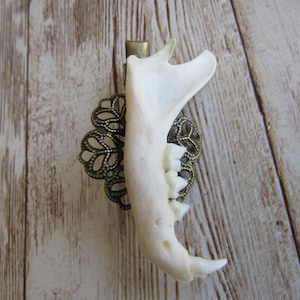 May include: A white animal jawbone is attached to a bronze-colored filigree clip. The jawbone has visible teeth and a curved shape. The clip is attached to the top of the jawbone. The background is a light brown wooden surface.