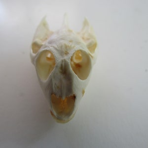 Red Slider Turtle Skull Taxidermy Farm Raised Crafts Animal Bones - Etsy