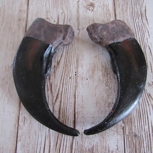 2 Grizzly Bear Claws 2" Synthetic Resin Replica Jewelry Making Tribal Craft Leather Crafting CL2