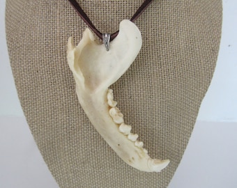 Badger Jawbone  Pendant Buckskin Leather Necklace Animal Jaw Bone Jewelry (Taxidea Taxus)