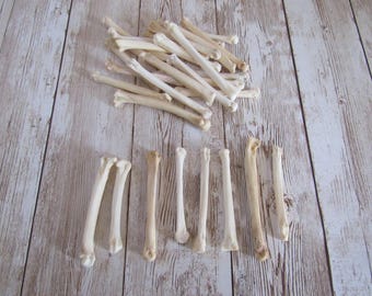 5 Coyote Foot Bones Metatarsals Jewelry Supplies Craft Projects Animal Bones