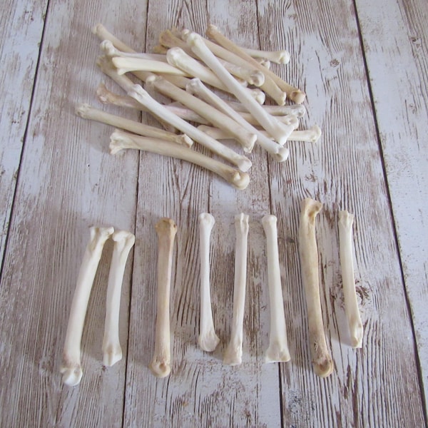 5 Coyote Foot Bones Metatarsals Jewelry Supplies Craft Projects Animal Bones
