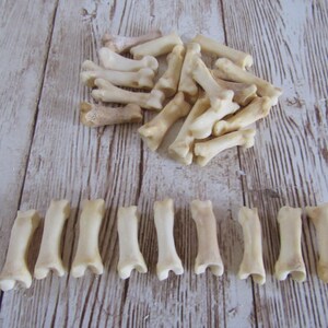 10 Bobcat Toe/Foot Bone Metatarsals Bones Craft Supplies Hairpipe Bone Beads Tribal Jewelry Animal Bones ( Lynx rufus) image 3