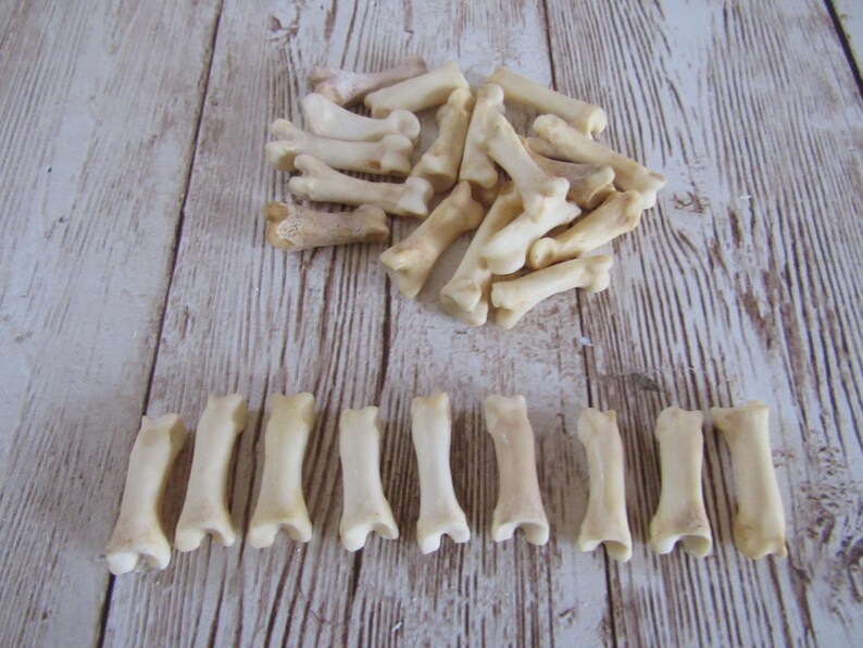 10 Bobcat Toe/Foot Bone Metatarsals Bones Craft Supplies Hairpipe Bone Beads Tribal Jewelry Animal Bones ( Lynx rufus) image 3
