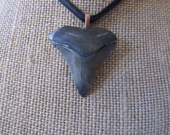 メガロドン/サメ/化石/歯/ネックレス メガロドン/サメ/化石/歯/ネックレス 新 発売