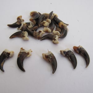 5 Fox Claws Jewelry and Craft Projects (Vulpes vulpes fulva)