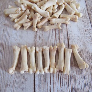 10 Coyote Toe/Foot Bone Metatarsals Bones Craft Supplies Hairpipe Beads Tribal Jewelry Animal image 2