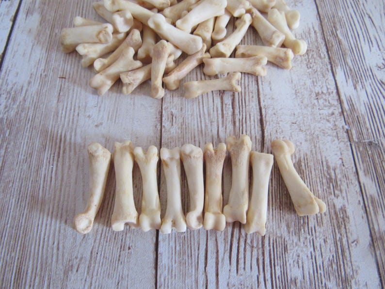 10 Coyote Toe/Foot Bone Metatarsals Bones Craft Supplies Hairpipe Beads Tribal Jewelry Animal image 2