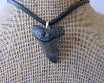 リル メガロドン サメの歯ペンダントネックレス - 2インチ レプリカ