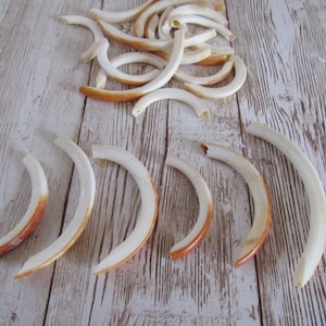 5  Porcupine Teeth  Bottom Front Teeth Jewelry Animal Bone Craft Supplies Projects Taxidermy