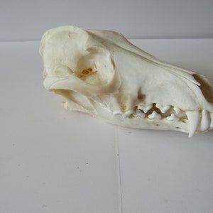 Huge Coyote Skull Taxidermy Quality Animal Skull Collector Crafter Educator