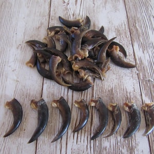 10 Garras de Puercoespín, Joyería de Taxidermia, Huesos de Animales Artesanales