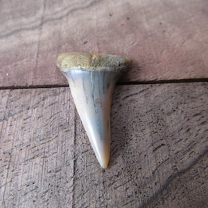 Bakersfield Extinct Shark Tooth Tie Tack Lapel Pin Brooch Jewelry T20