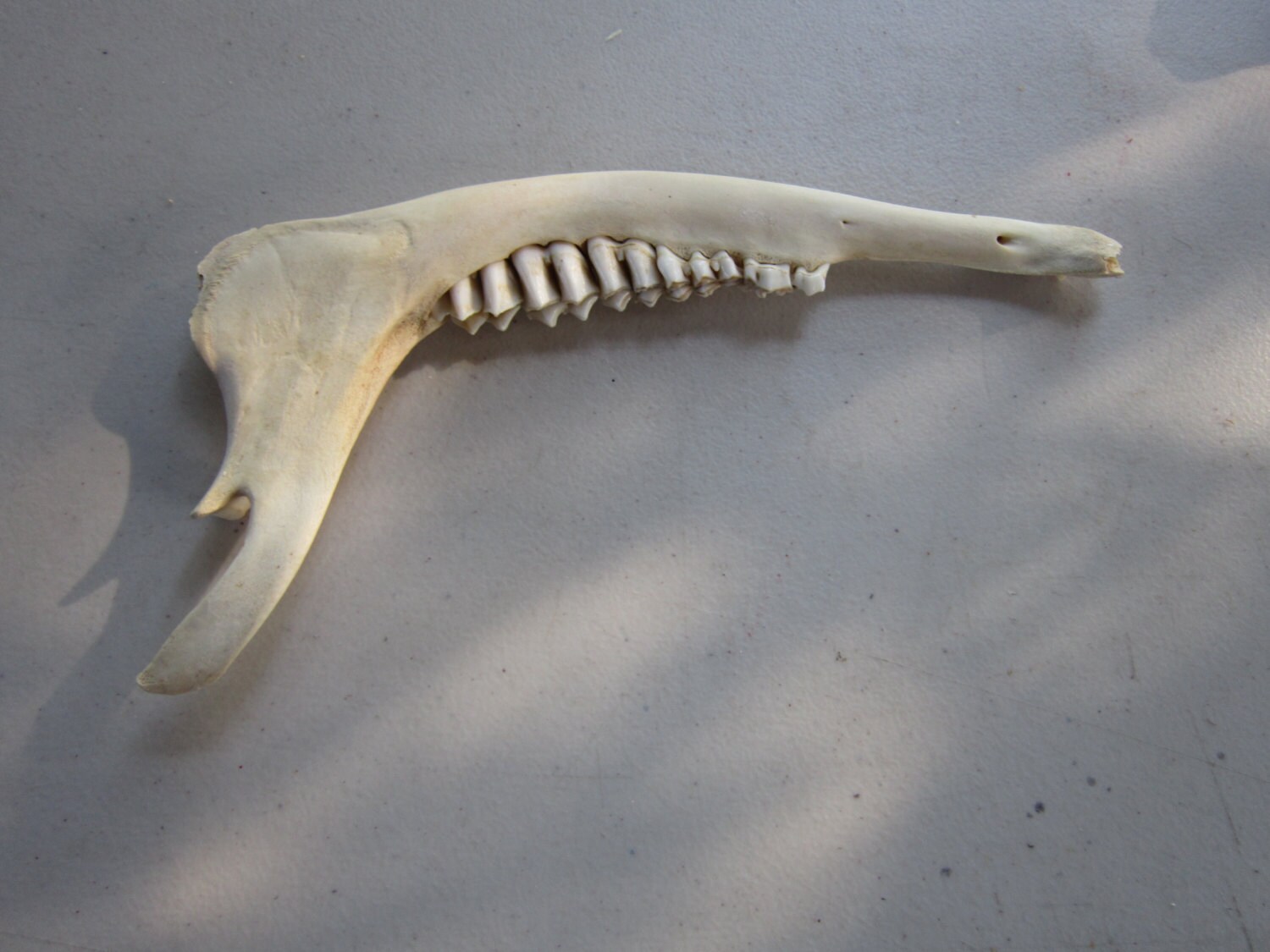 Mango de cuchillo de taxidermia con mandíbula de ciervo, suministros para manualidades, huesos de animales