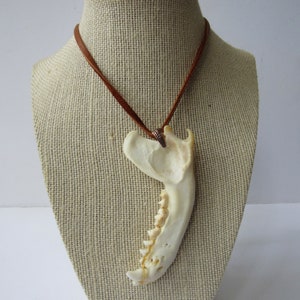 Raccoon Jawbone  Pendant Buckskin Leather Necklace Animal Jaw Bone Jewelry N291