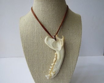 Raccoon Jawbone  Pendant Buckskin Leather Necklace Animal Jaw Bone Jewelry N291