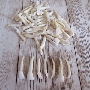 10 Front Deer Teeth Fangs Canine Animal Teeth Craft Supplies Projects Taxidermy