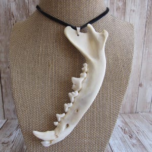 Fox Jawbone Pendant Buckskin Leather Necklace Statement Animal Bone Jewelry  (Vulpes vulpes fulva)
