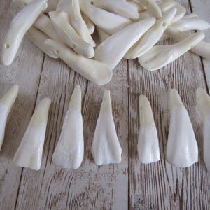Buffalo Teeth 25 Pre Drilled White Jewelry Beads  Native Crafts Tribal Necklace Craft supplies Animal Teeth