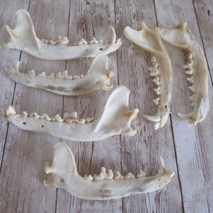 May include: Several animal jawbones are displayed on a wooden surface. The bones are off-white with visible teeth and intricate structures. The arrangement includes both complete and partial jaw sections, showcasing the natural form and texture of the bones.