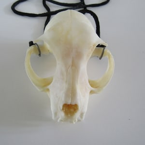 Bobcat Skull Top Pendant Buckskin Leather Necklace Animal Bone Jewelry ( Lynx rufus)