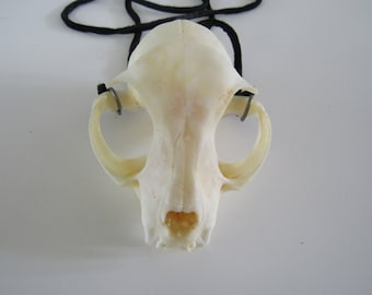 Bobcat Skull Top Pendant Buckskin Leather Necklace Animal Bone Jewelry ( Lynx rufus)