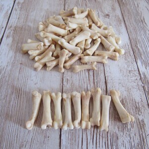 10 Coyote Toe/Foot Bone Metatarsals Bones Craft Supplies Hairpipe Beads Tribal Jewelry Animal image 3