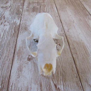 Mink Skull Top Hair Barrett/Clip Animal Bone Jewelry (Neovison Vison) N4994