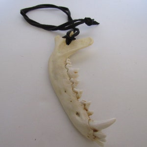 Collar de piel de ante con colgante de hueso de mandíbula de coyote, joyería llamativa N216