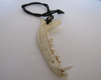 Coyote Jaw Bone  Pendant Buckskin Leather Necklace  Statement Jewelry N216