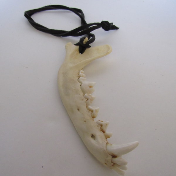 Coyote Jaw Bone  Pendant Buckskin Leather Necklace  Statement Jewelry N216