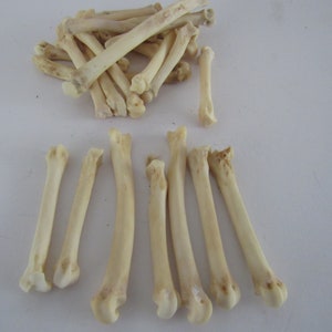 10 Bobcat Foot Bones Metatarsals  Jewelry Supplies Craft  Projects Coyote Bones Hairpipe Beads Animal Bones ( Lynx rufus)