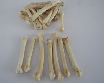 10 huesos de pata de lince Metatarsianos Suministros de joyería Proyectos de manualidades Huesos de coyote Cuentas de pipa de pelo Huesos de animales (Lynx rufus)