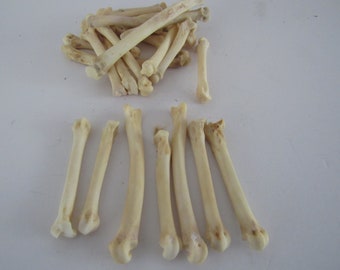 10 Bobcat Foot Bones Metatarsals  Jewelry Supplies Craft  Projects Coyote Bones Hairpipe Beads Animal Bones ( Lynx rufus)