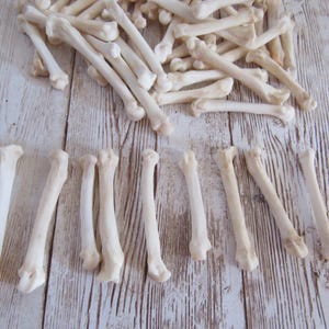 10 Bobcat Foot Bones Metatarsals Jewelry Supplies Craft Projects Coyote Bones Hairpipe Beads Animal Bones ( Lynx rufus) image 2
