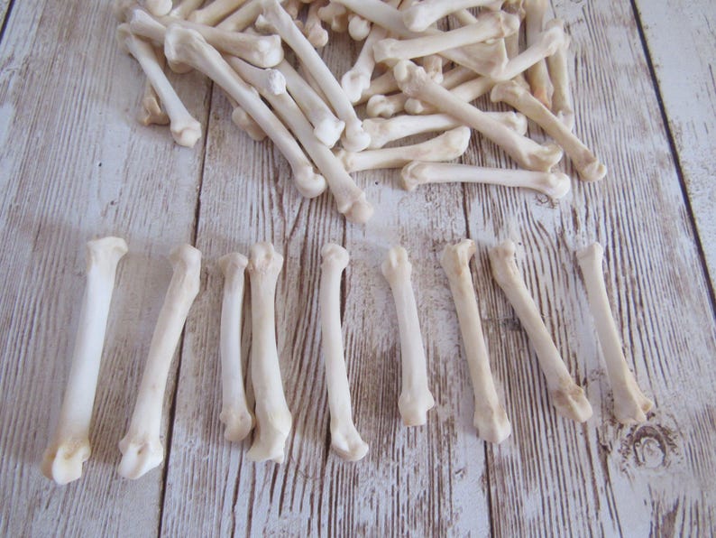 10 Bobcat Foot Bones Metatarsals Jewelry Supplies Craft Projects Coyote Bones Hairpipe Beads Animal Bones ( Lynx rufus) image 2