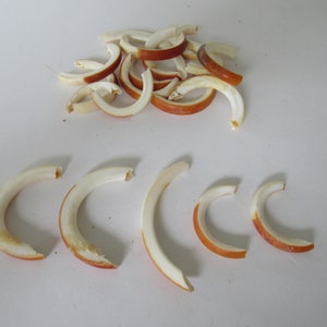 5 Beaver Teeth Animal Bone Teeth  Jewelry Beads Craft Supplies North American ( Castor Canadenis)