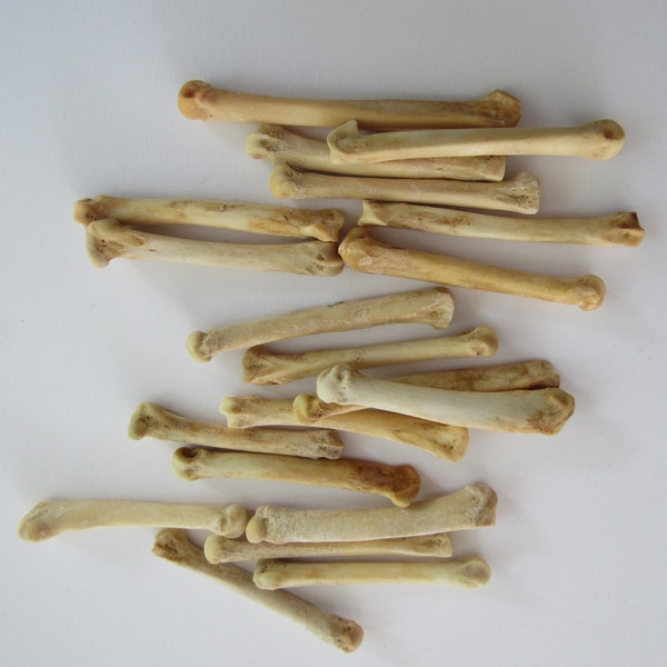 5 Huesos del pie de zorro rojo Metatarsianos Suministros de joyería Artesanía Coyote Huesos Hairpipe Abalorios Huesos de animales (Vulpes vulpes fulva)