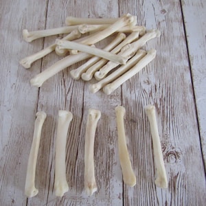 5 ossa metatarsali di volpe rossa, materiali per la creazione di gioielli, ossa di coyote, perline a tubo, ossa di animali (Vulpes vulpes)