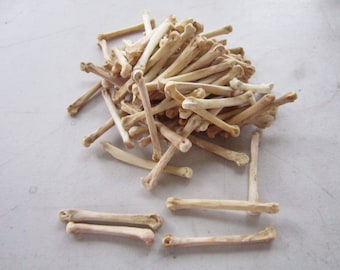 10 huesos de pata de coyote Metatarsianos Suministros de joyería Proyectos de manualidades Huesos de coyote Cuentas de pipa para el cabello Huesos de animales