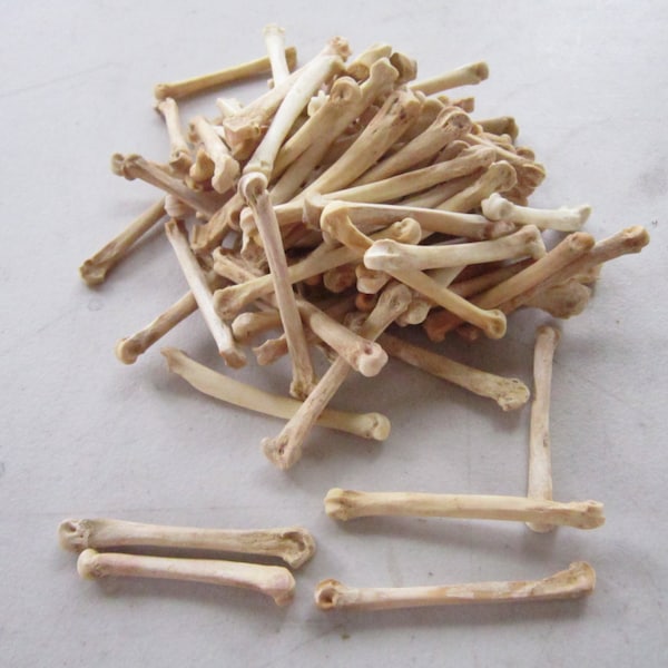 10 Coyote Foot Bones Metatarsals  Jewelry Supplies Craft  Projects Coyote Bones Hairpipe Beads Animal Bones