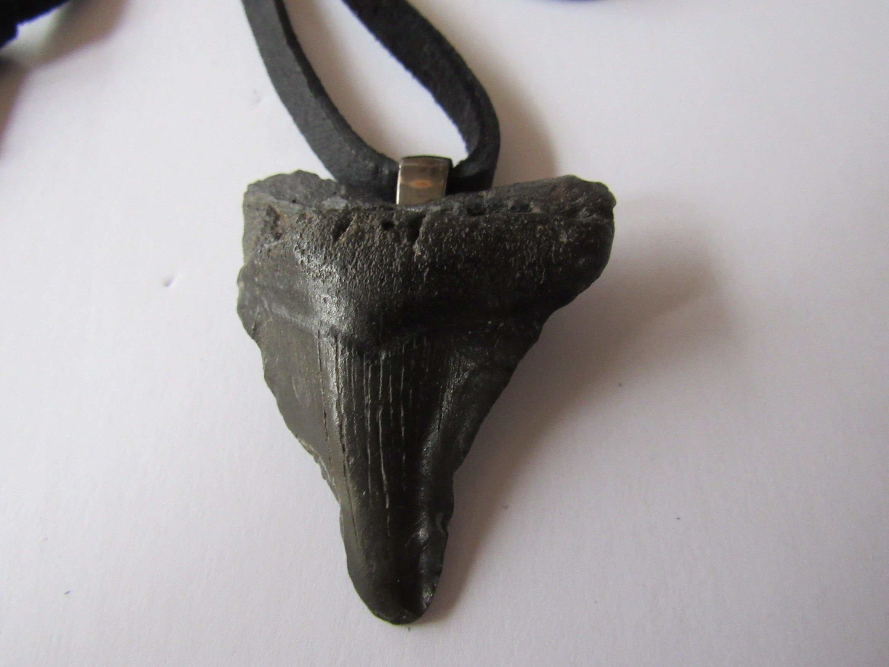 メガロドン/サメ/化石/歯/ネックレス メガロドン/サメ/化石/歯/ネックレス 新 発売