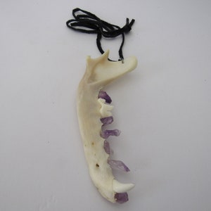 Coyote Jawbone Pendant Amethyst Teeth Necklace Statement Animal Bone Jewelry N4687